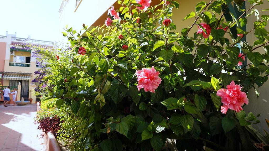 Starnerja Ii *