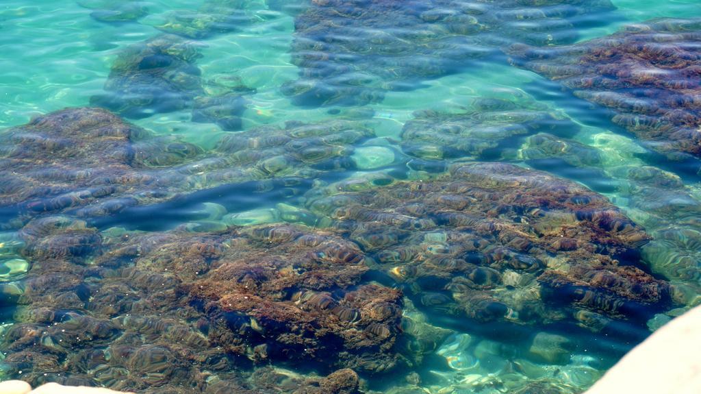 Starnerja En Stella Maris *