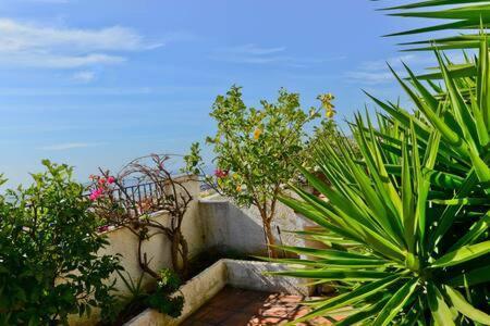 Shr035 El Algarrobo Nerja
