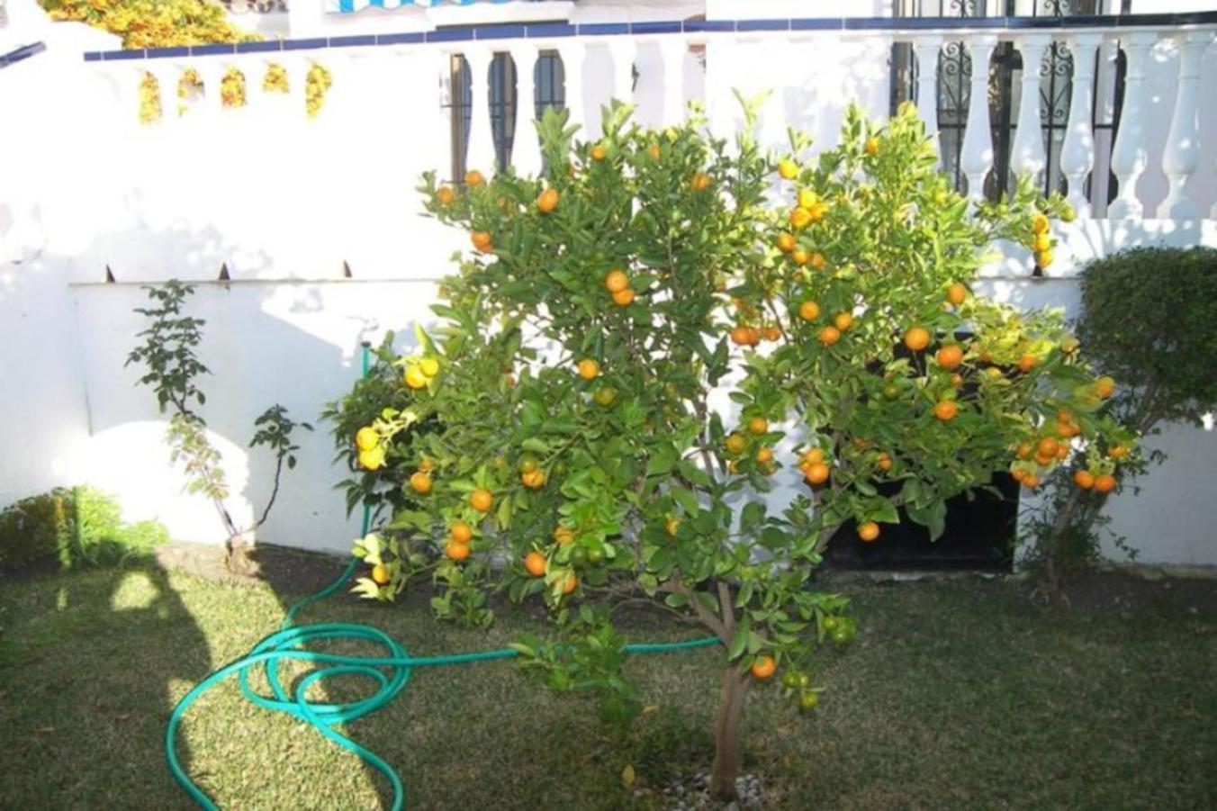 Capistrano1 * Nerja