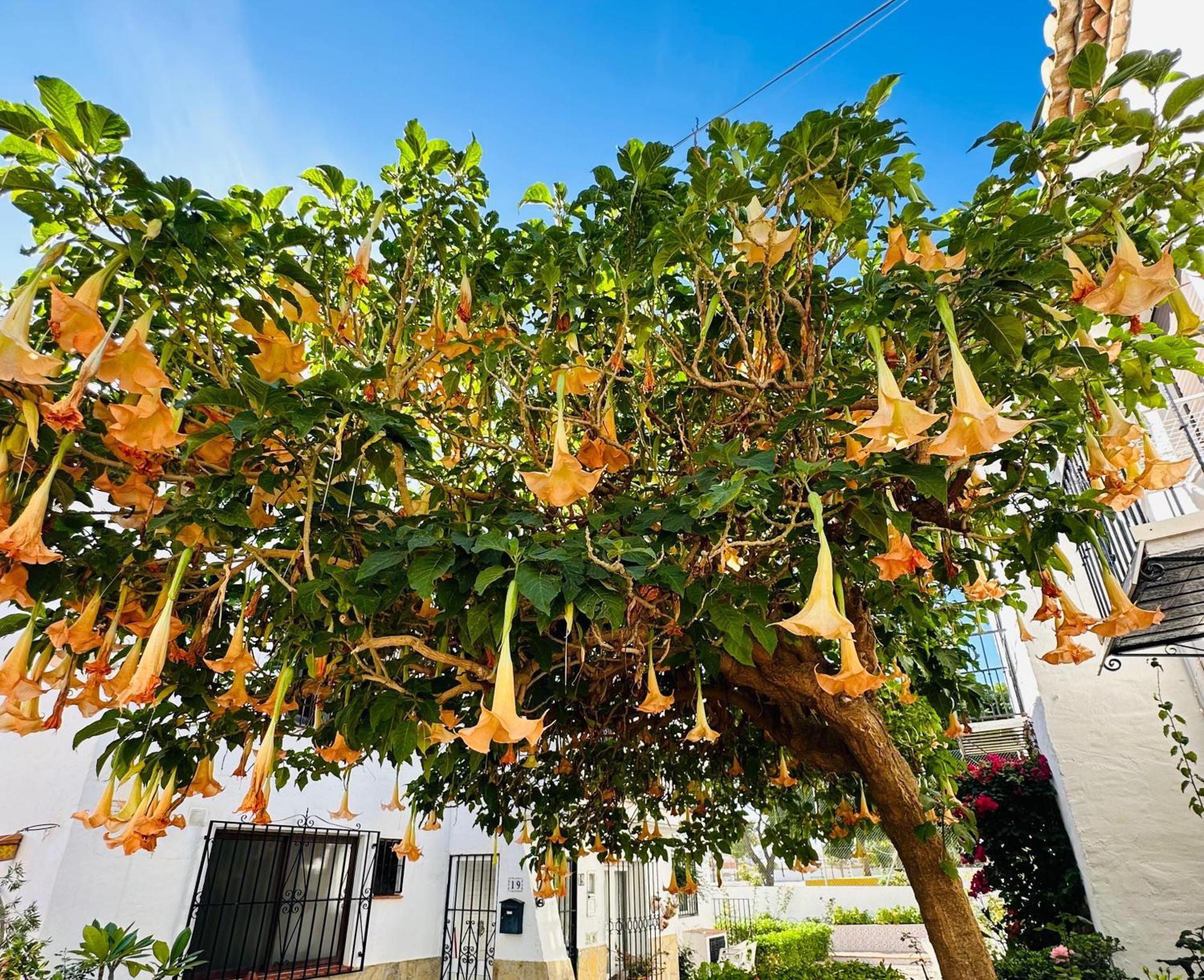 Right By The Pool Area In Capistrano Village! Appartement
