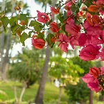 Las Palmas 8B Oasis Properties