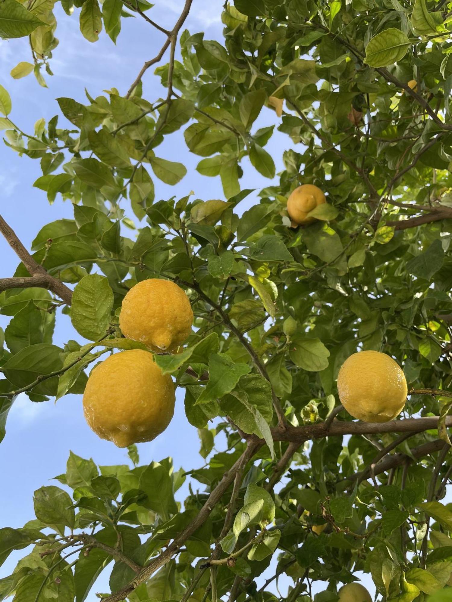Casa Limones * Nerja