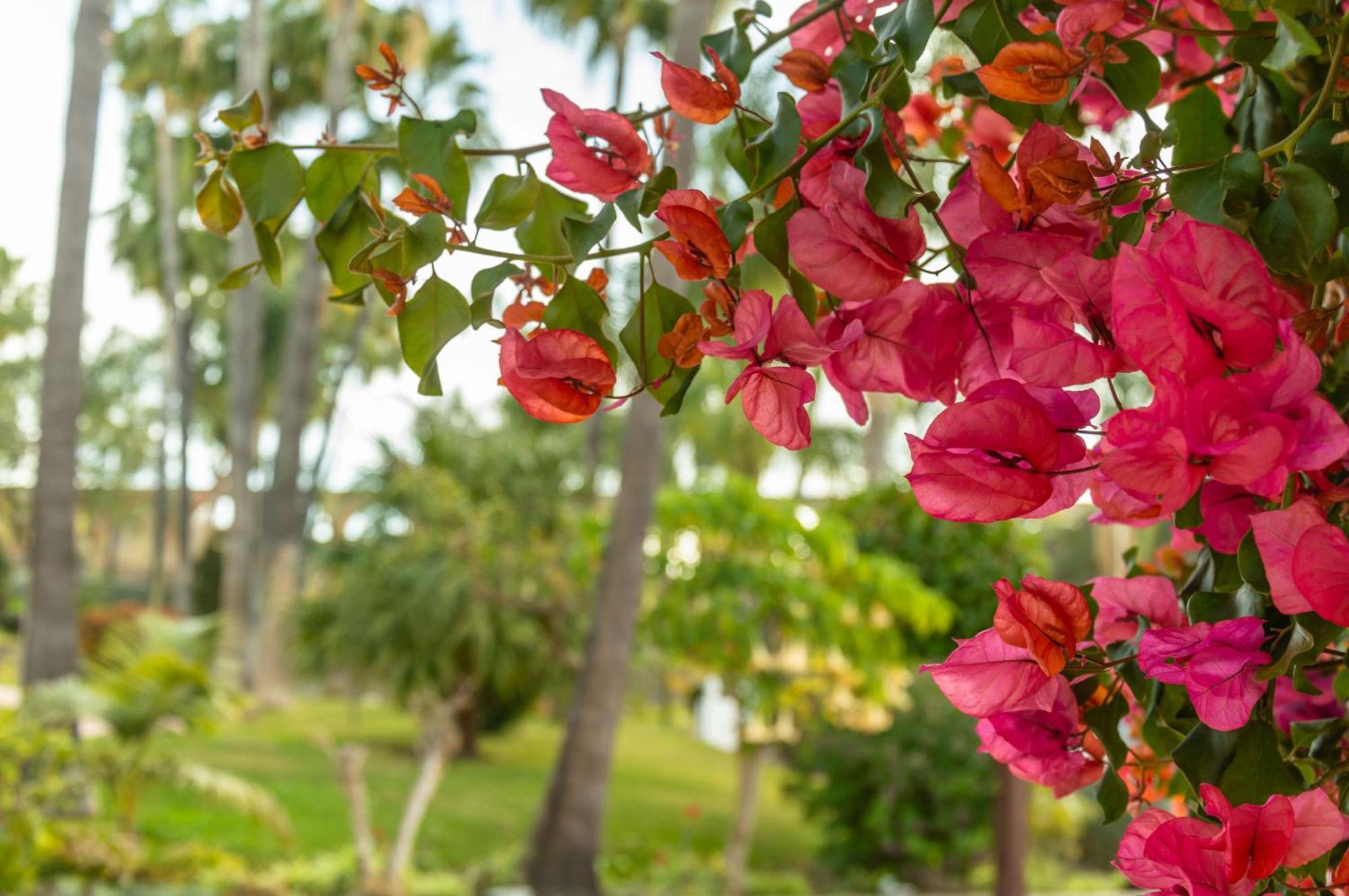 Palmas 15c Oasis *