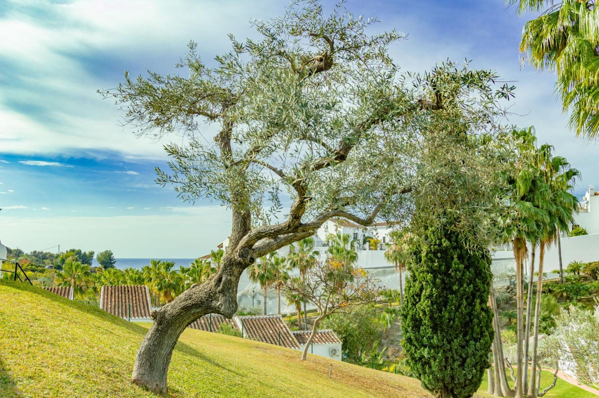 Palmas 15c Oasis Nerja